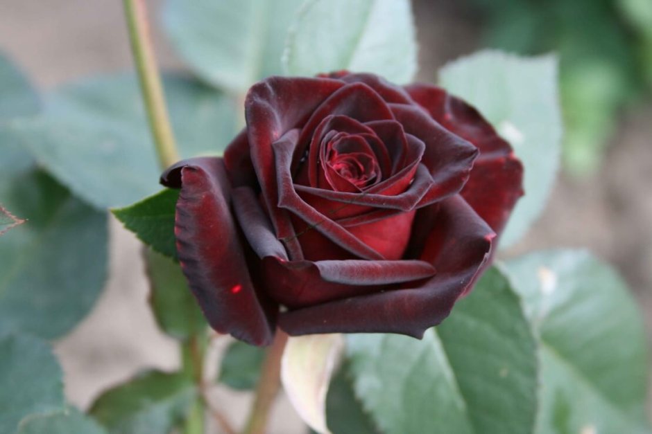 Топаз Topaz роза