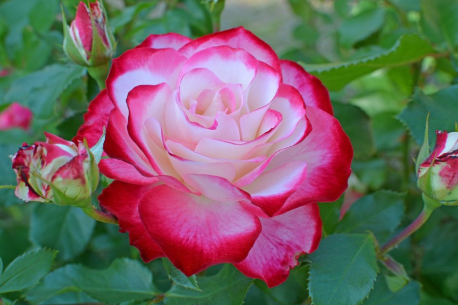 Квин Берри роза Эквадор