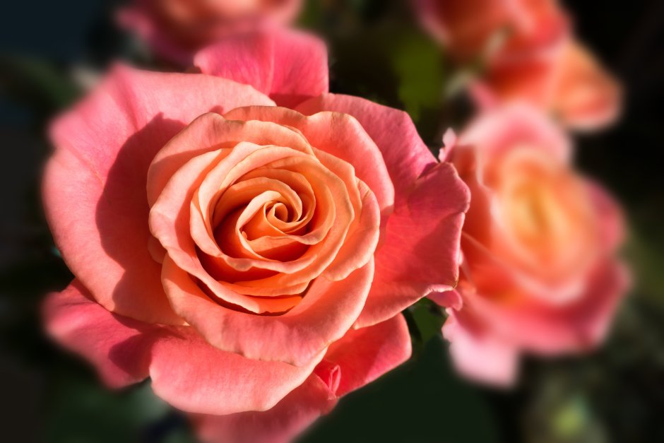 Blushing Akito роза