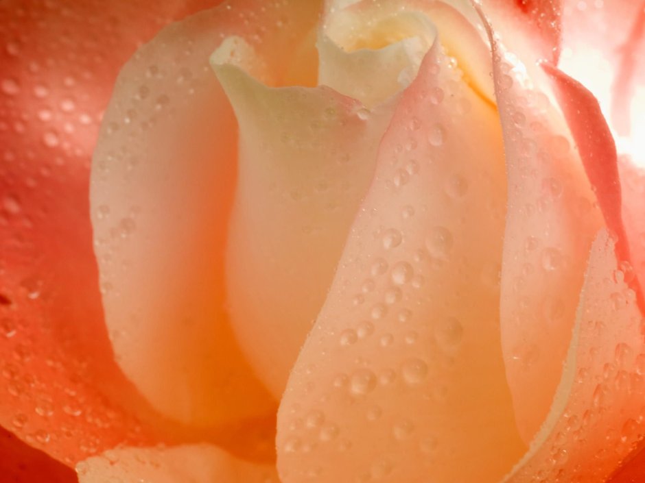 Роза чайно-гибридная Родос