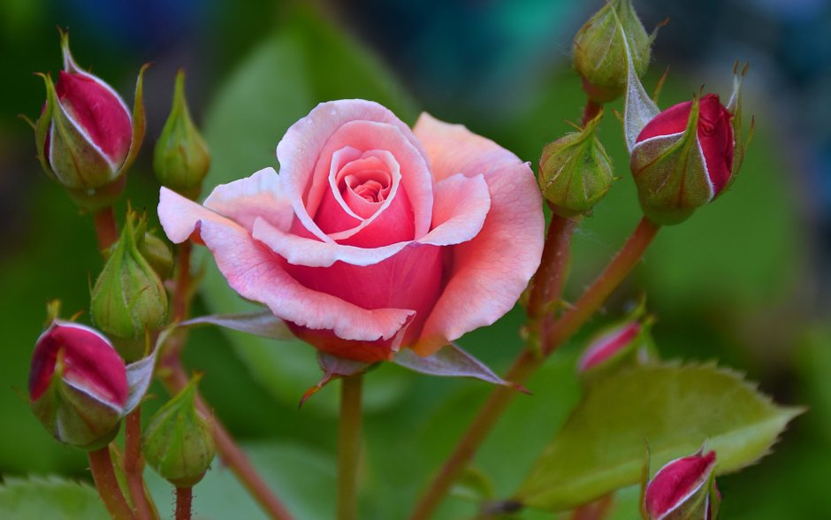 Роза чашелистик цветок