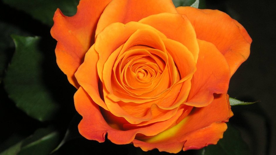 Роза чайно гибридная Миракл оранжевая