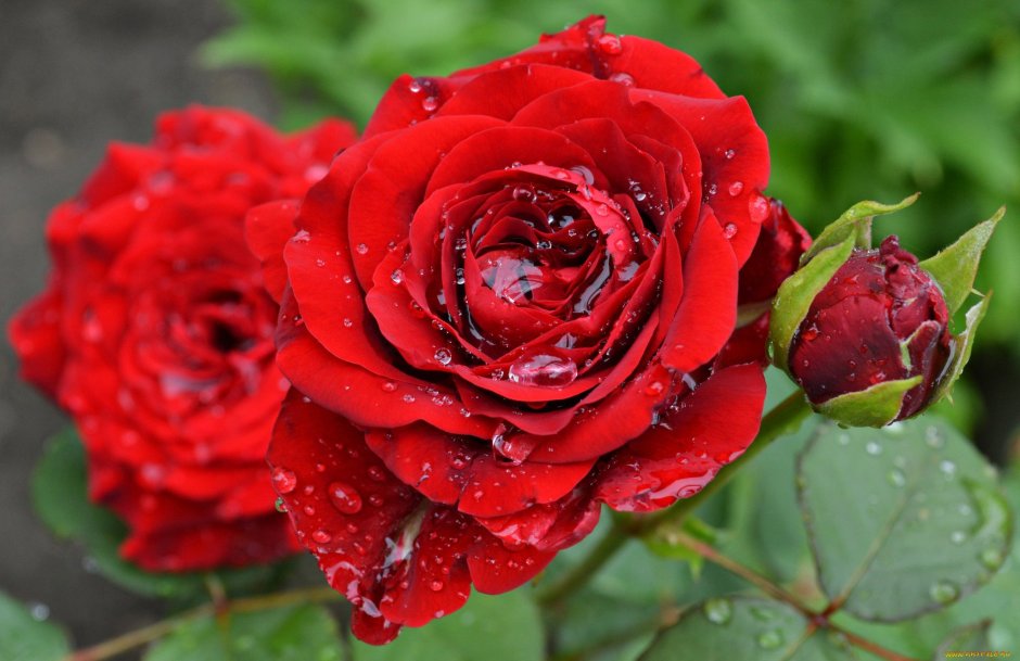 Роза Rosemantic Red