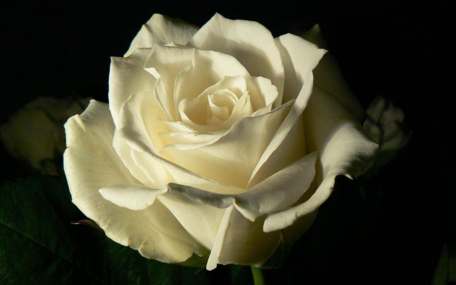 Роза билона