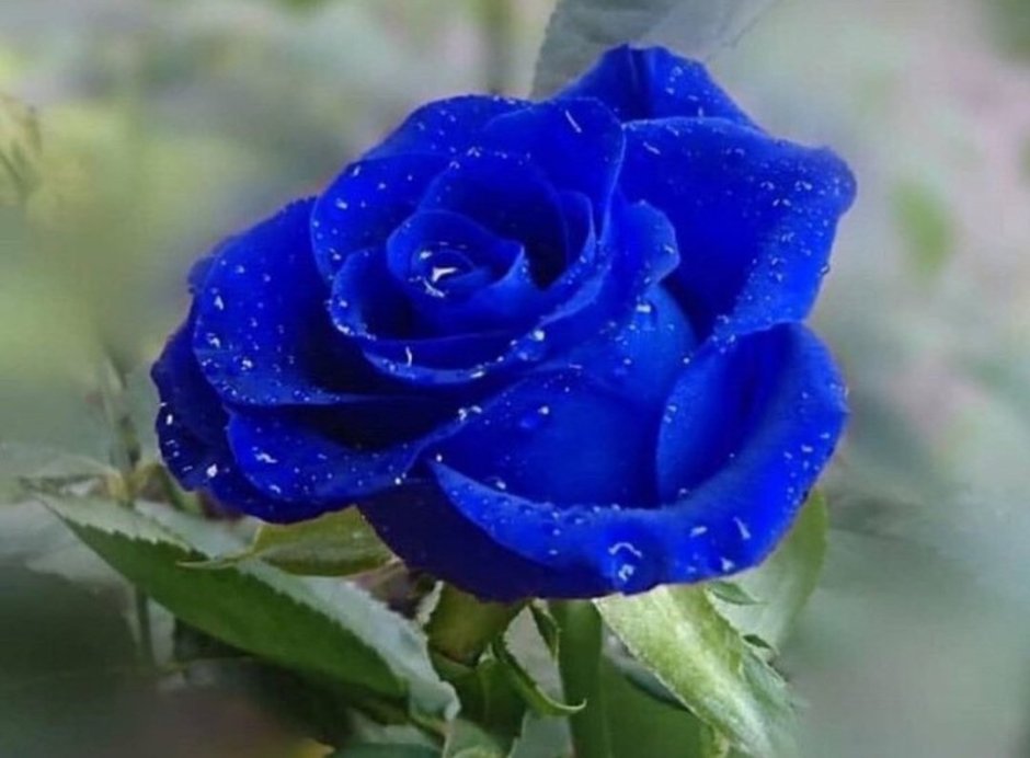 Голубая лагуна роза