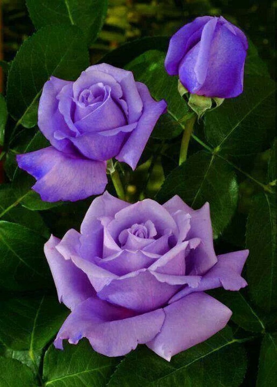 Тёмно синие розы