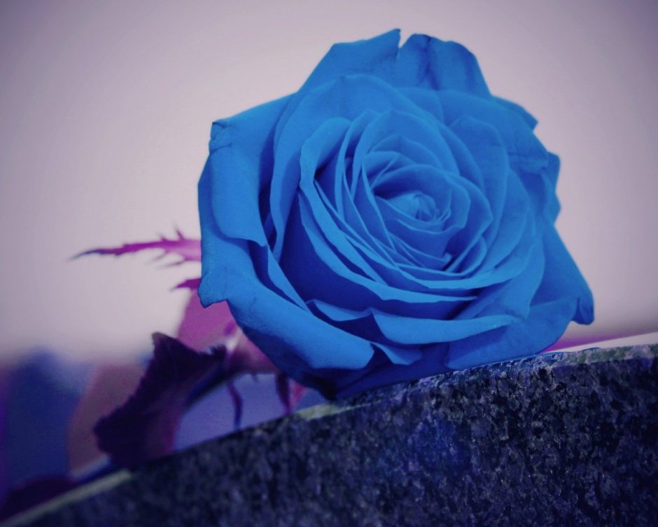 Роза синий дракон