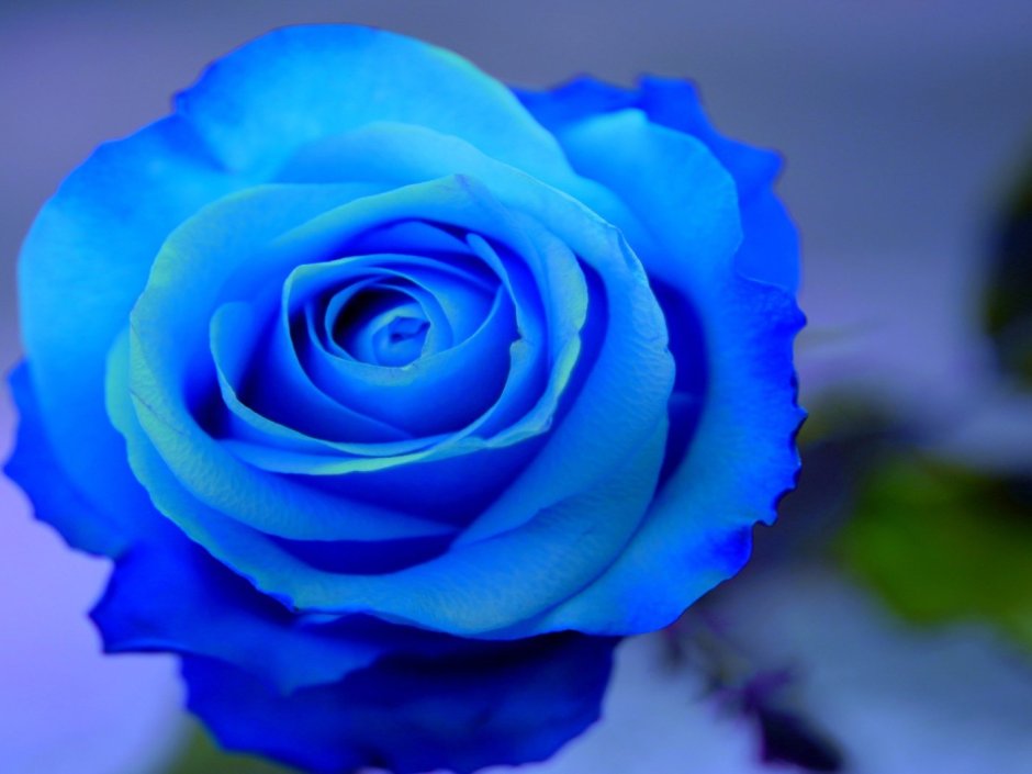 Голубая роза Голландия Блю