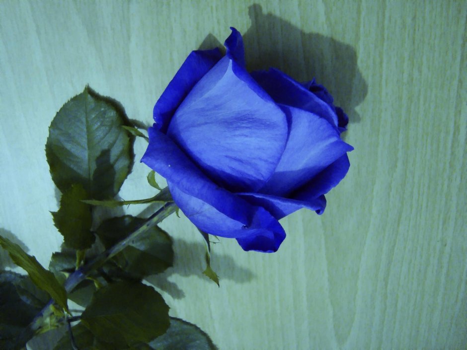 Голубая роза Сантори аплоз