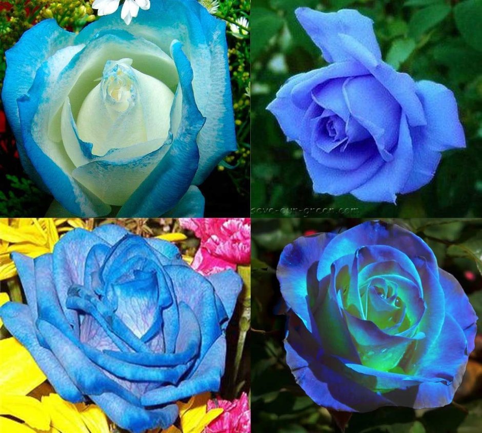 Синяя флориоминисцентная роза