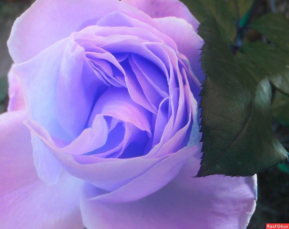 Роза чайно-гибридная голубая