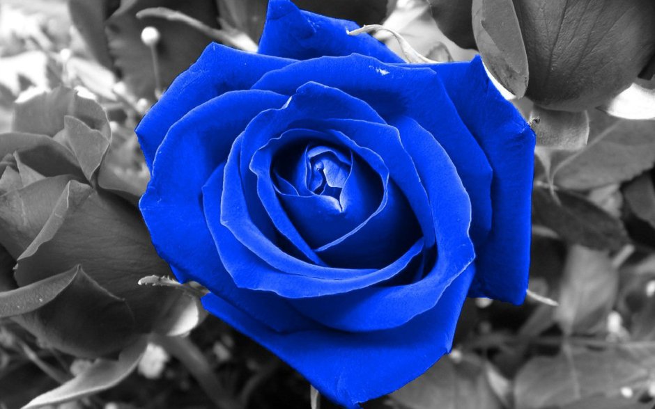 Роза чайно-гибридная голубой Нил