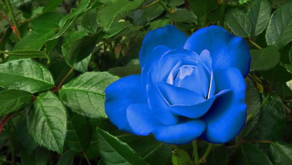 Синие розы холод