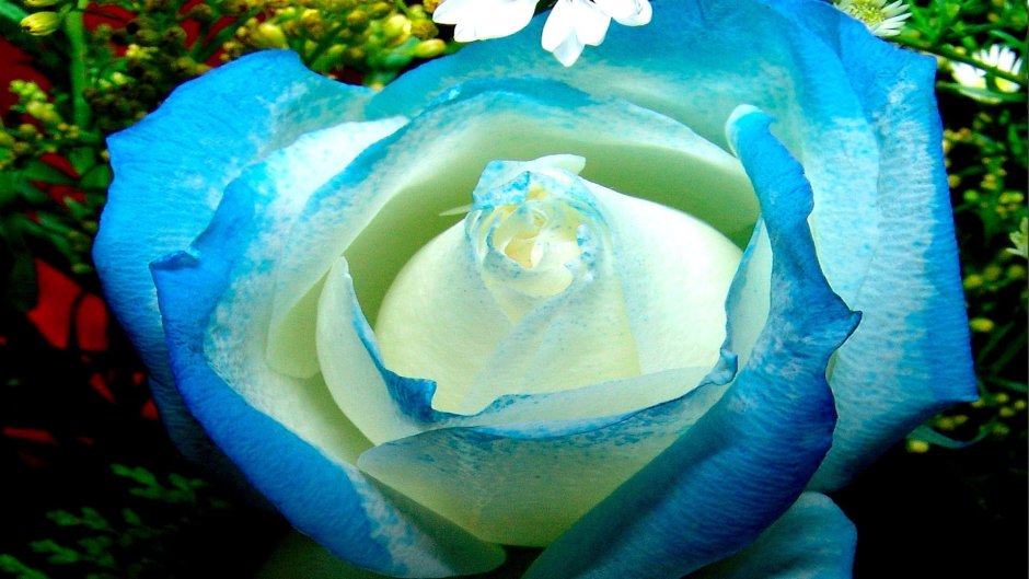 Голубая Перинея роза