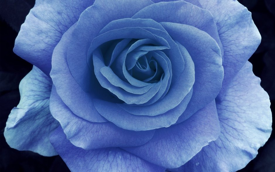 Голубые розы Сантори