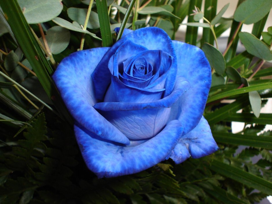 Самая голубая роза сорт