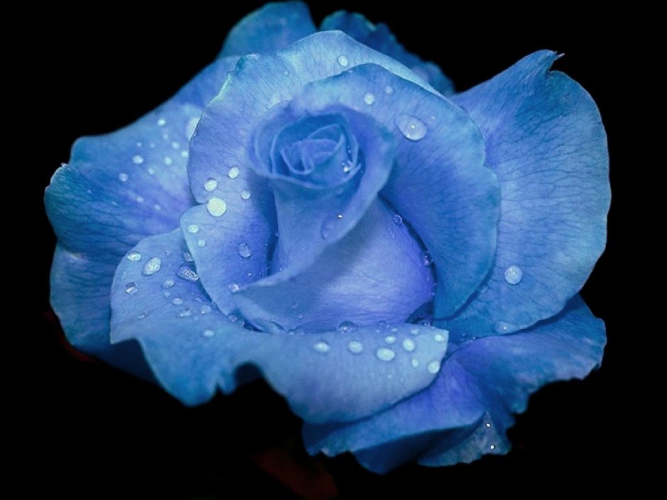 Бело синие розы