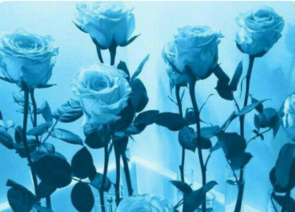 Живые синие розы