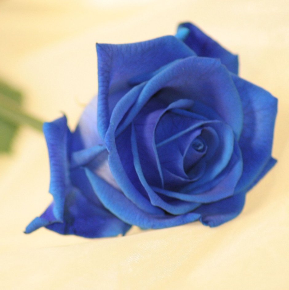 Роза чайно-гибридная голубой Нил