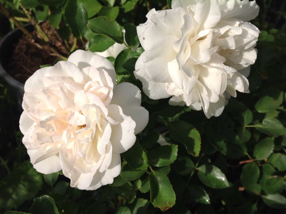 Blanc Meillandecor роза