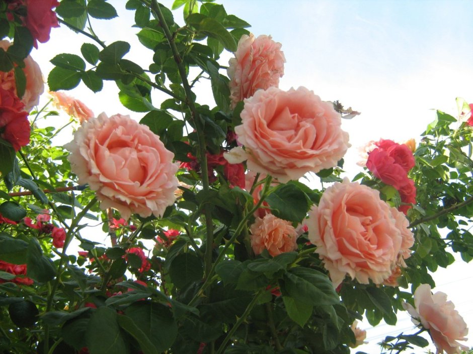 Роза плетистая малиновая