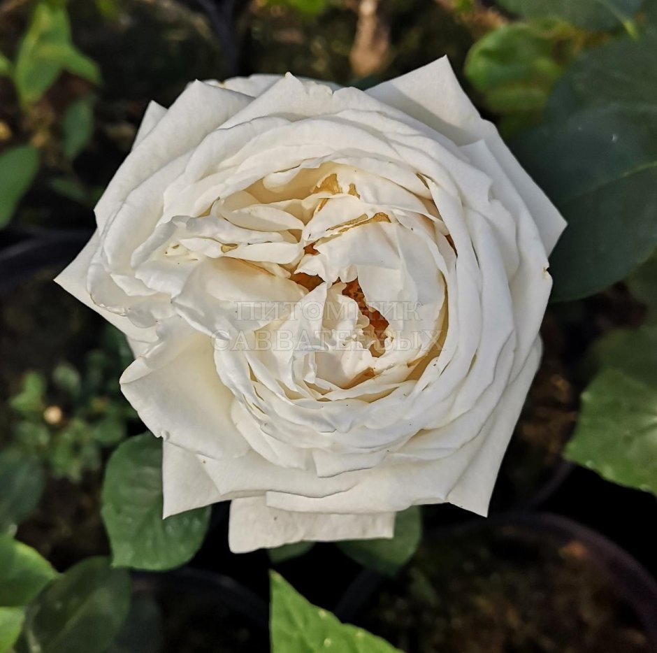 Роза Аляска плетистая