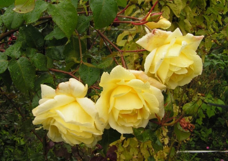 Плетистые розы Розариум Ютерсен