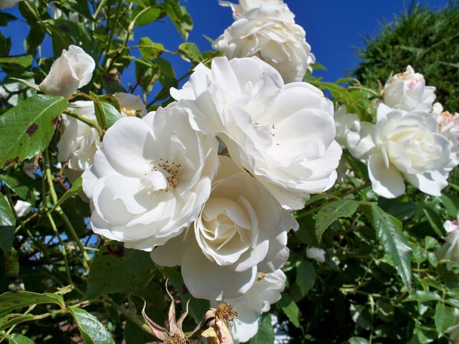 Плетистые розы Али баба