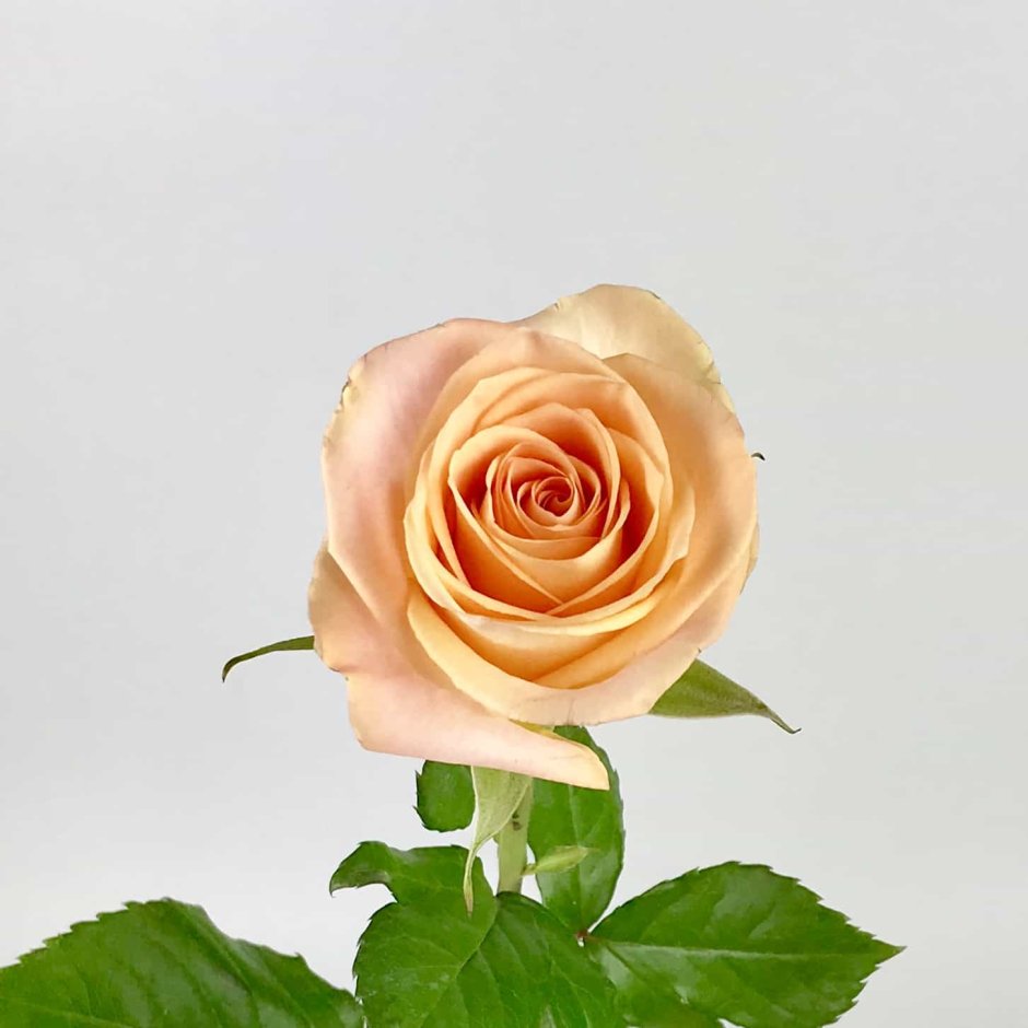 Роза пионовидная "Кахала"