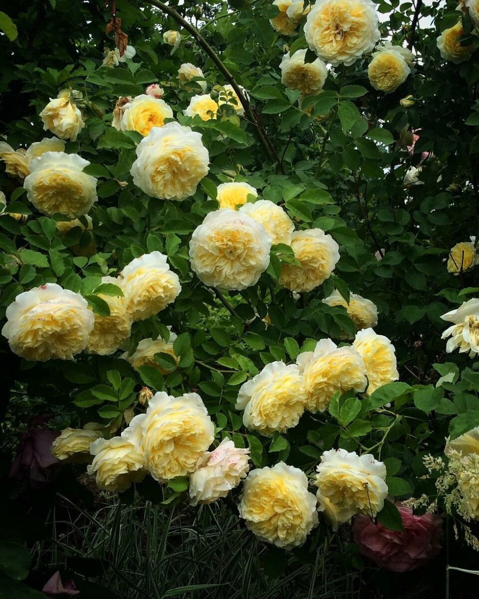 Роза плетистая (Rosa Polka)