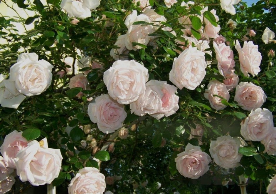 Роза плетистая белый Жасмин