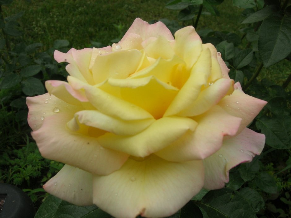 Цветовое сочетание роз в розарии