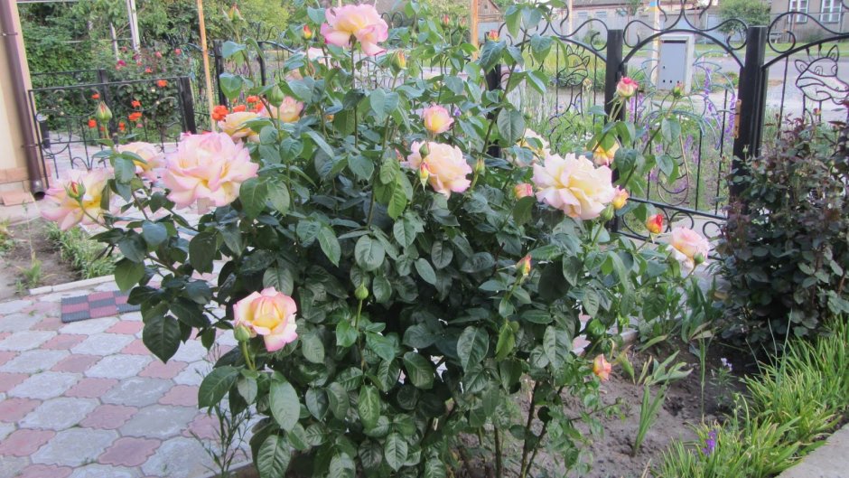 Роза Глория дей в саду