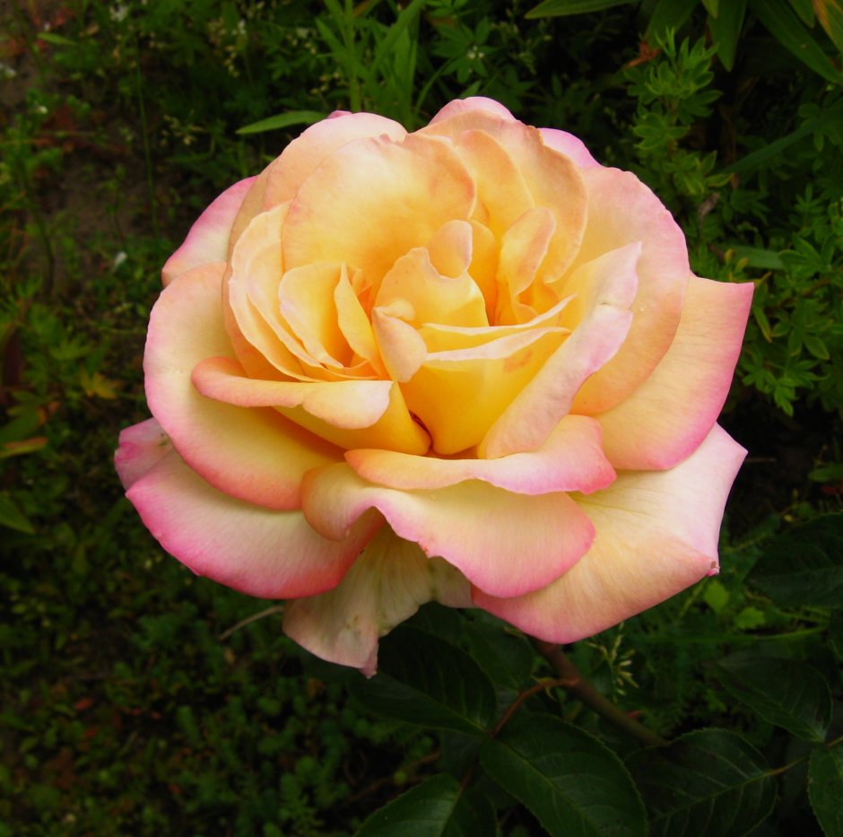 Как выглядит роза Глория дей в первый год цветения