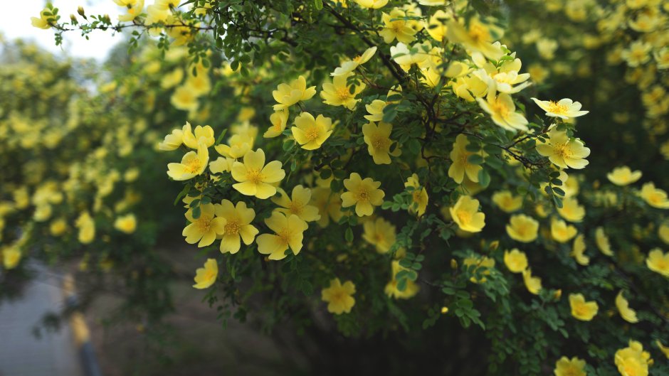 Шиповник куст жёлтые цветы
