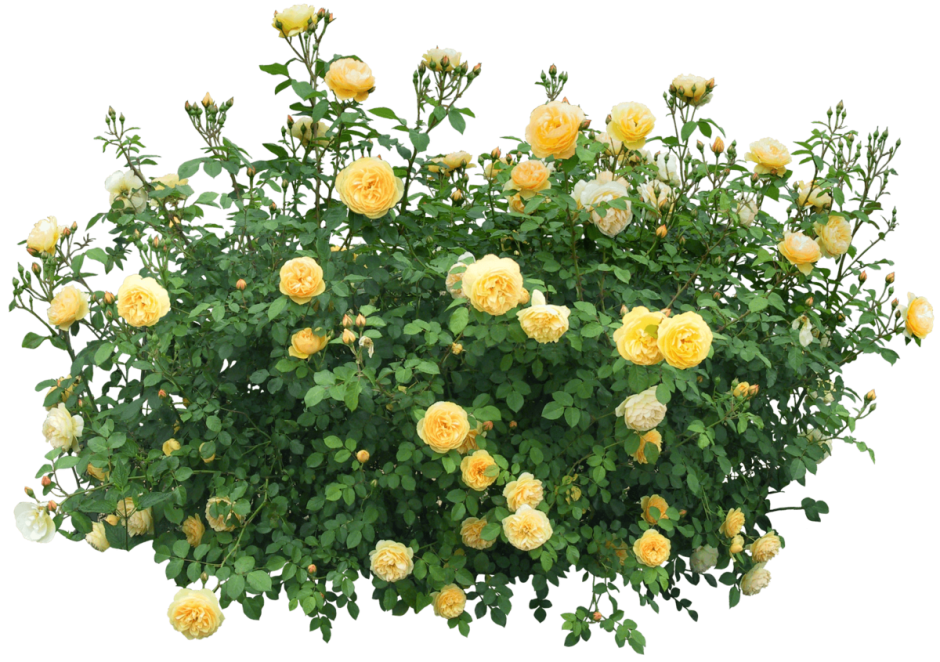 Роза кустовая желтая Садовая