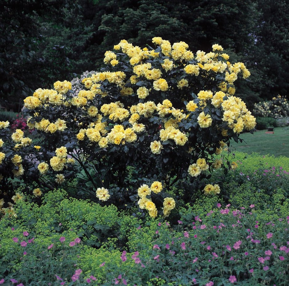 Роза Лючия Парковая желтая