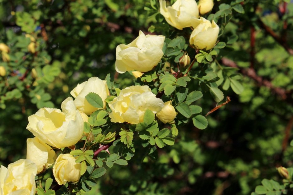 Роза шиповник желтая китайская Золотая