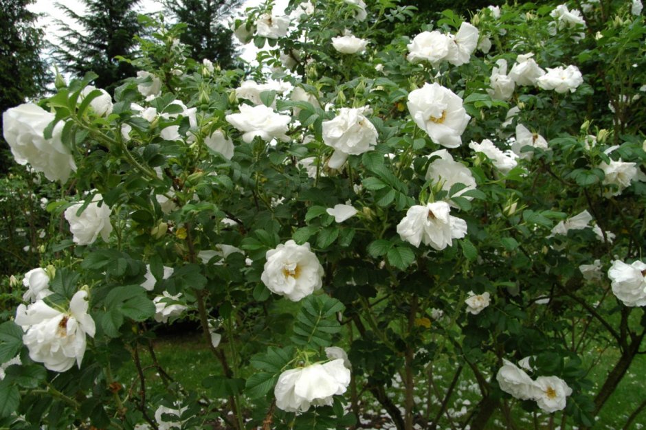 Роза морщинистая "Альба" ("Alba")