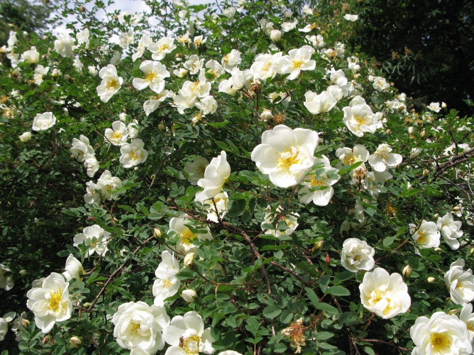 Роза колючейшая бедренцеволистная Rosa pimpinellifolia