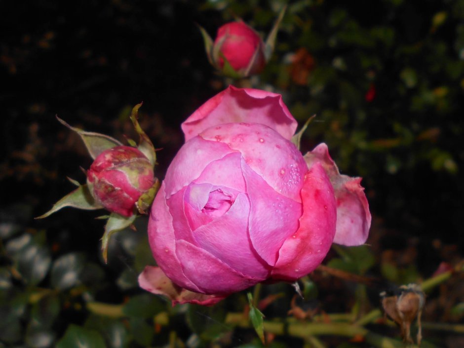 Роза Помпонелла шало фото и описание отзывы садоводов