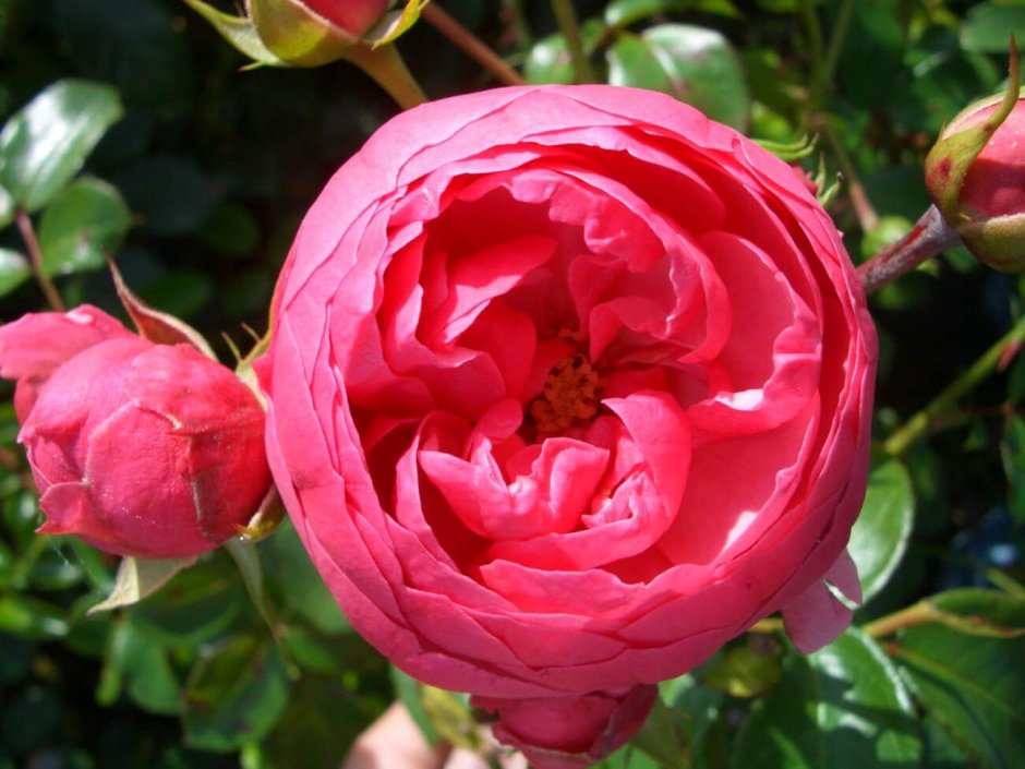Роза Помпонелла и похожие сорта
