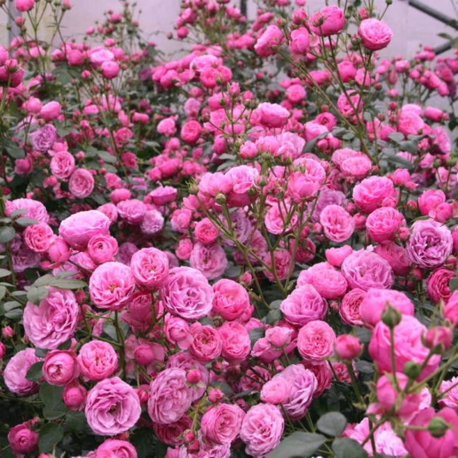 Роза пион Помпонелла розовая