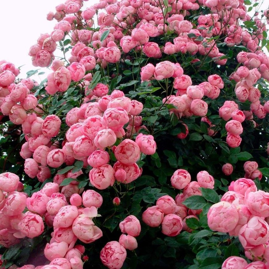 Английская пионовидная роза