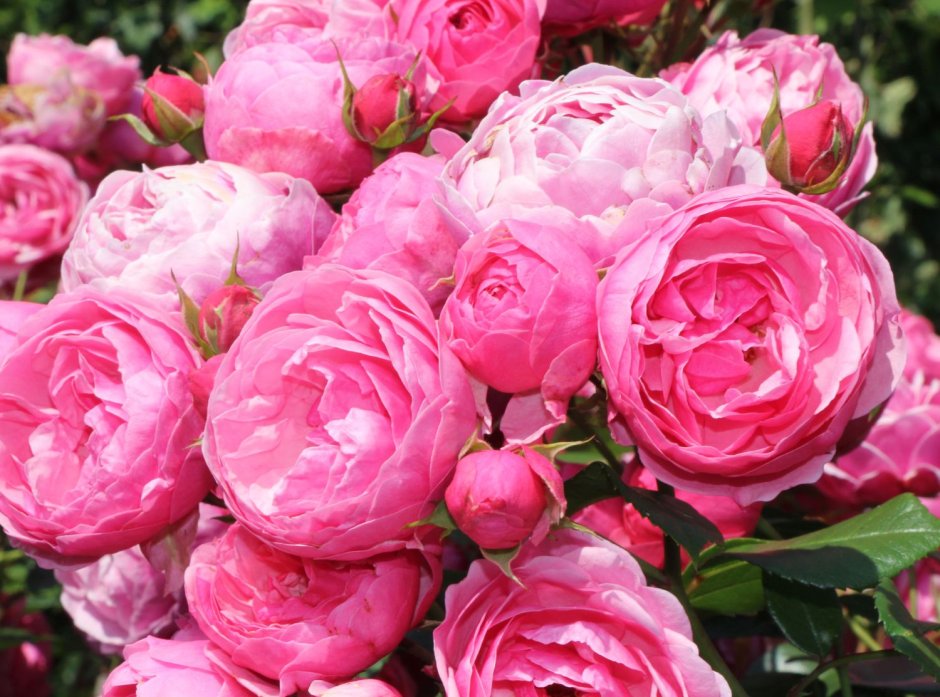 Роза Кордес флорибунда Помпонелла роза чайно-гибридная ашрам