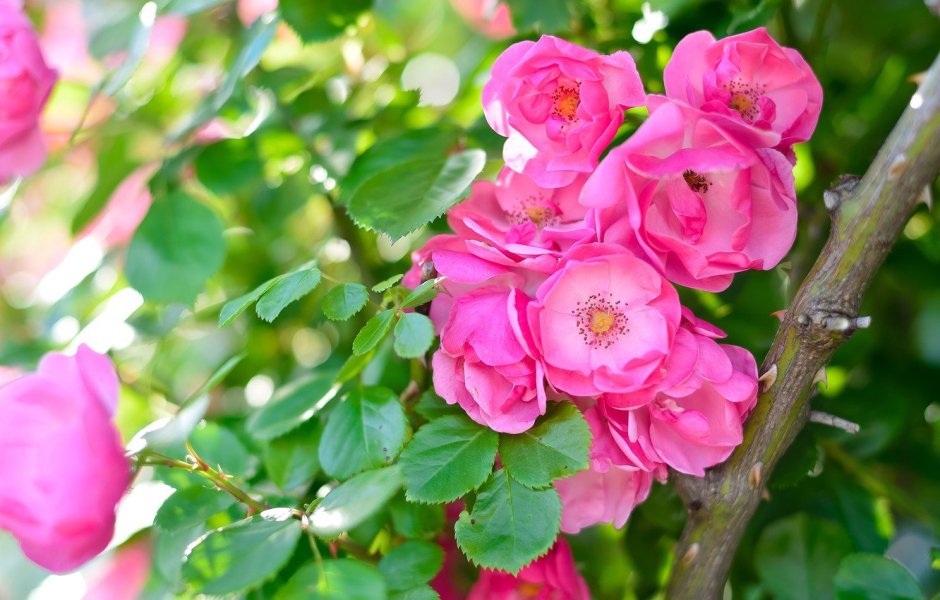 Pomponella роза Кордес
