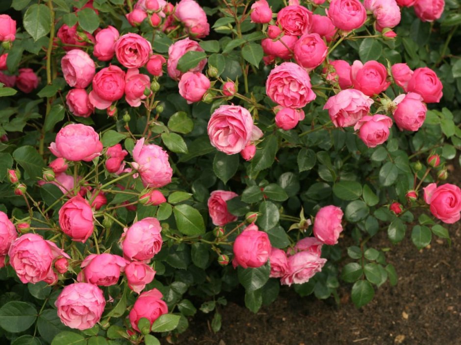 Роза флорибунда розовая
