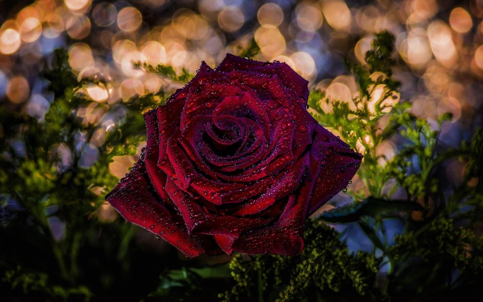 Роза пурпурная бархатная ночь