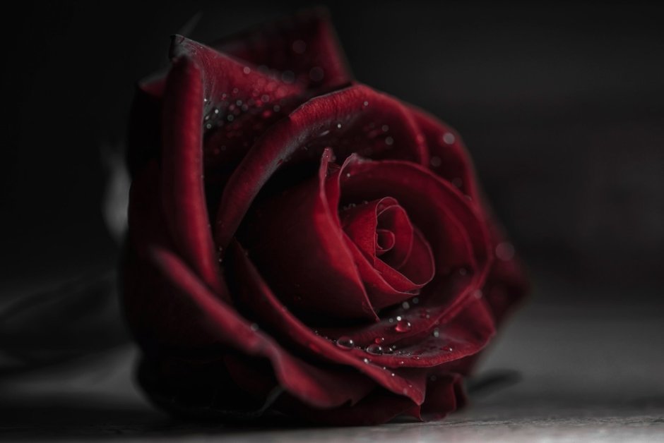 Темные розы