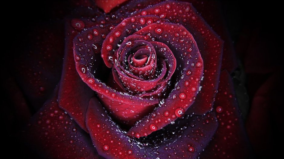 Бордовая роза на черном фоне в росе